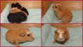 /album/vrh-k-cuy-3-6-2014-s-pp-m-fufik-cutecavia-rex-cerna-s-bilou-t-amores-perros-garp-rex-cerny/vrh-k-jpg/